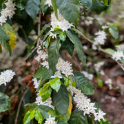 India’s Arabica Coffee Varieties